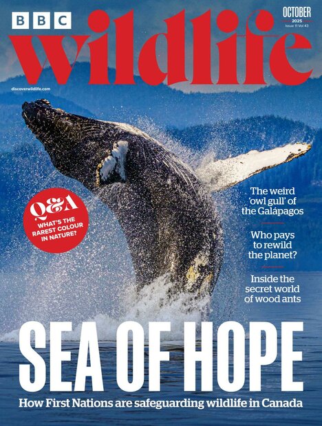 BBC Wildlife Magazine