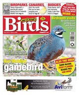 Cage &amp; Aviary Birds Magazine
