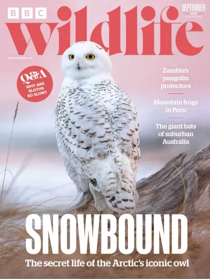 BBC Wildlife Magazine