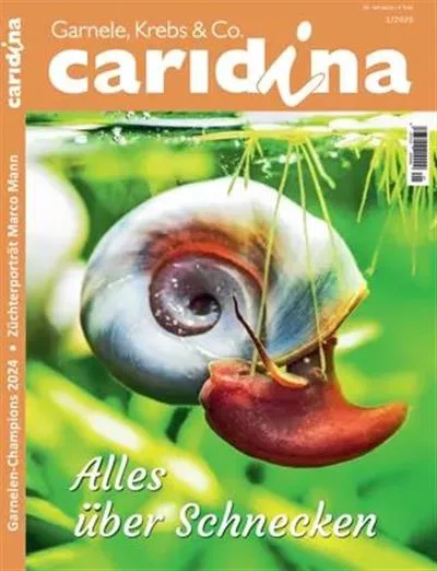 Caridina (Tyska)