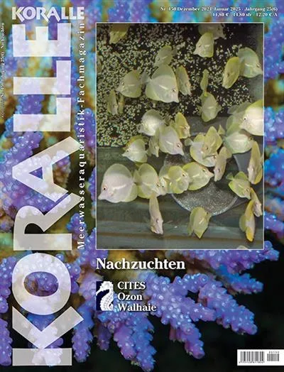 Koralle (Tyska)